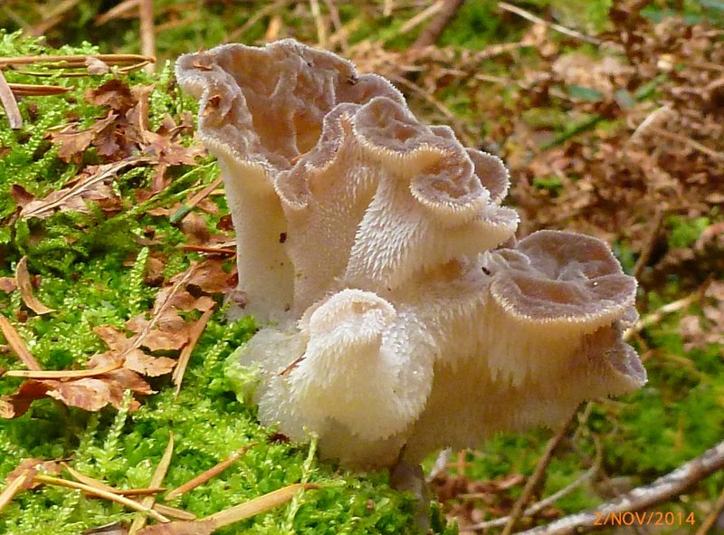 Pseudohydnum gelatinosum 002